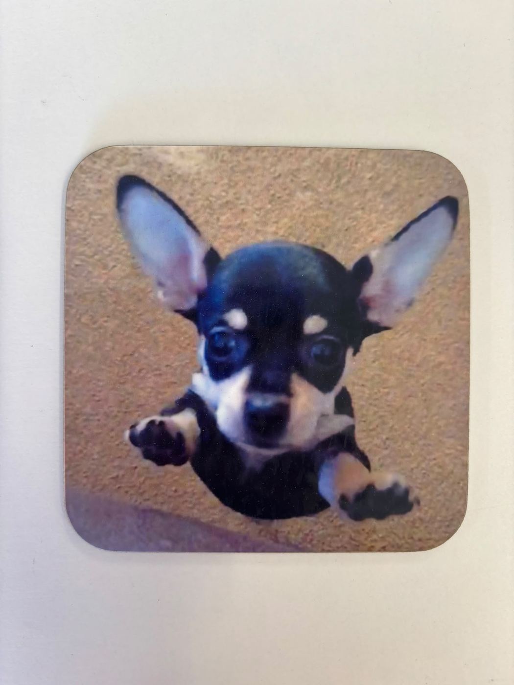Coaster printed with a photo of a chihuahua