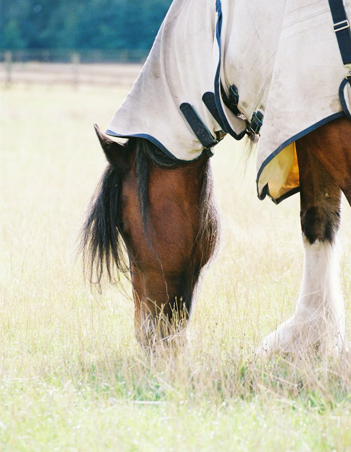 Horse grazing in a field wearing a light rug