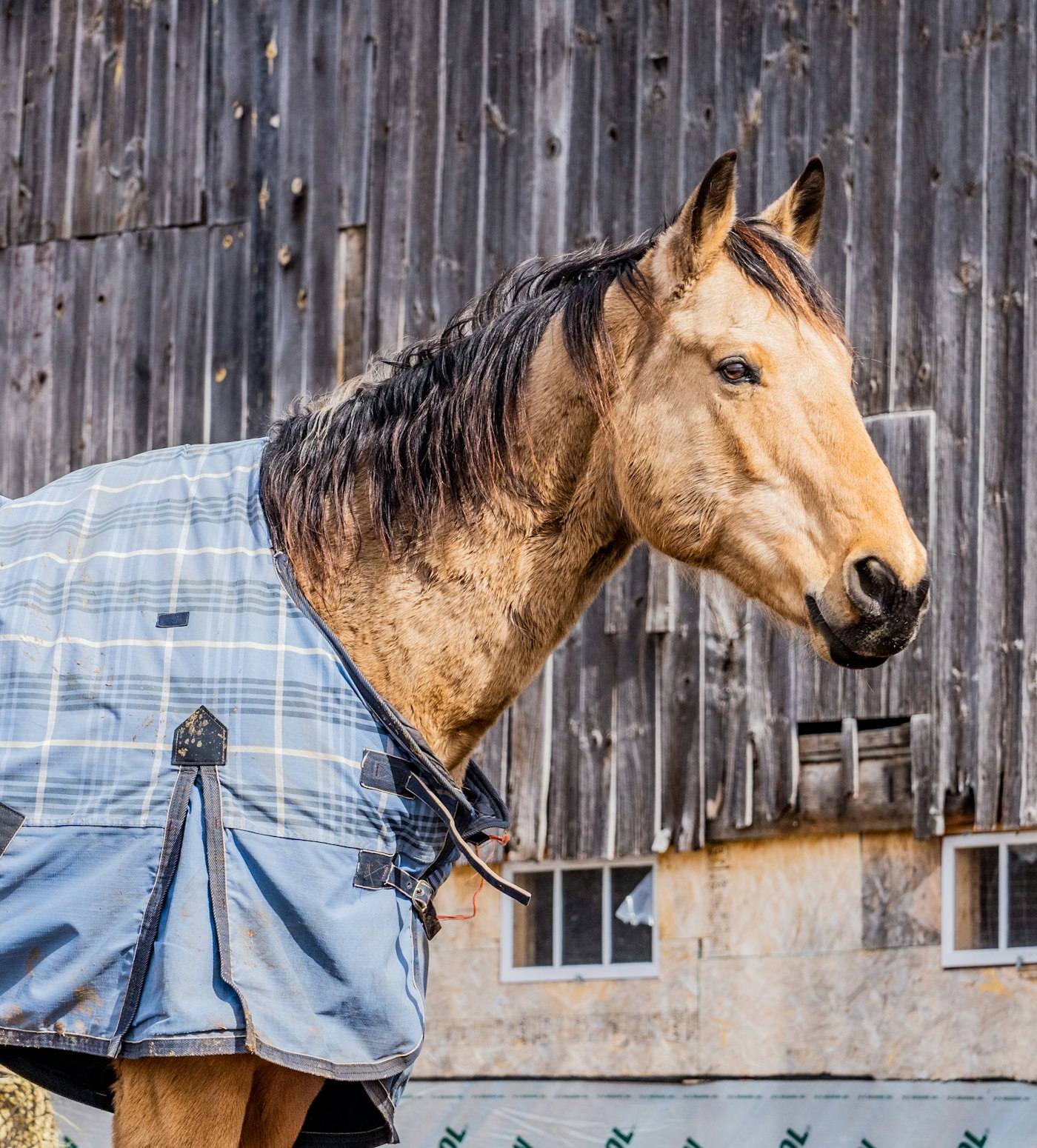 Horse wearing a muddy blue check turnout rug outside a wooden barn