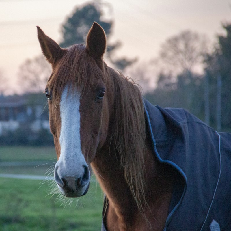 Chestnut horse with a white blaze wearing a navy rug